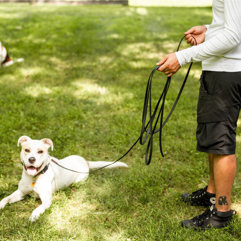 Dog Trainer plays with Dog on 17.5 Long Line Dog Leash