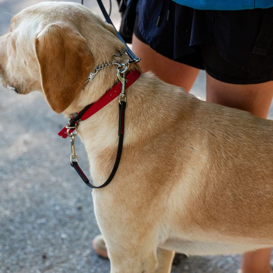 Obedient Dog with Wilde American Switchback Safety Dog Leash 