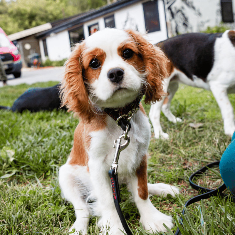 Cute dog wearing Wilde American collar and leash on grass