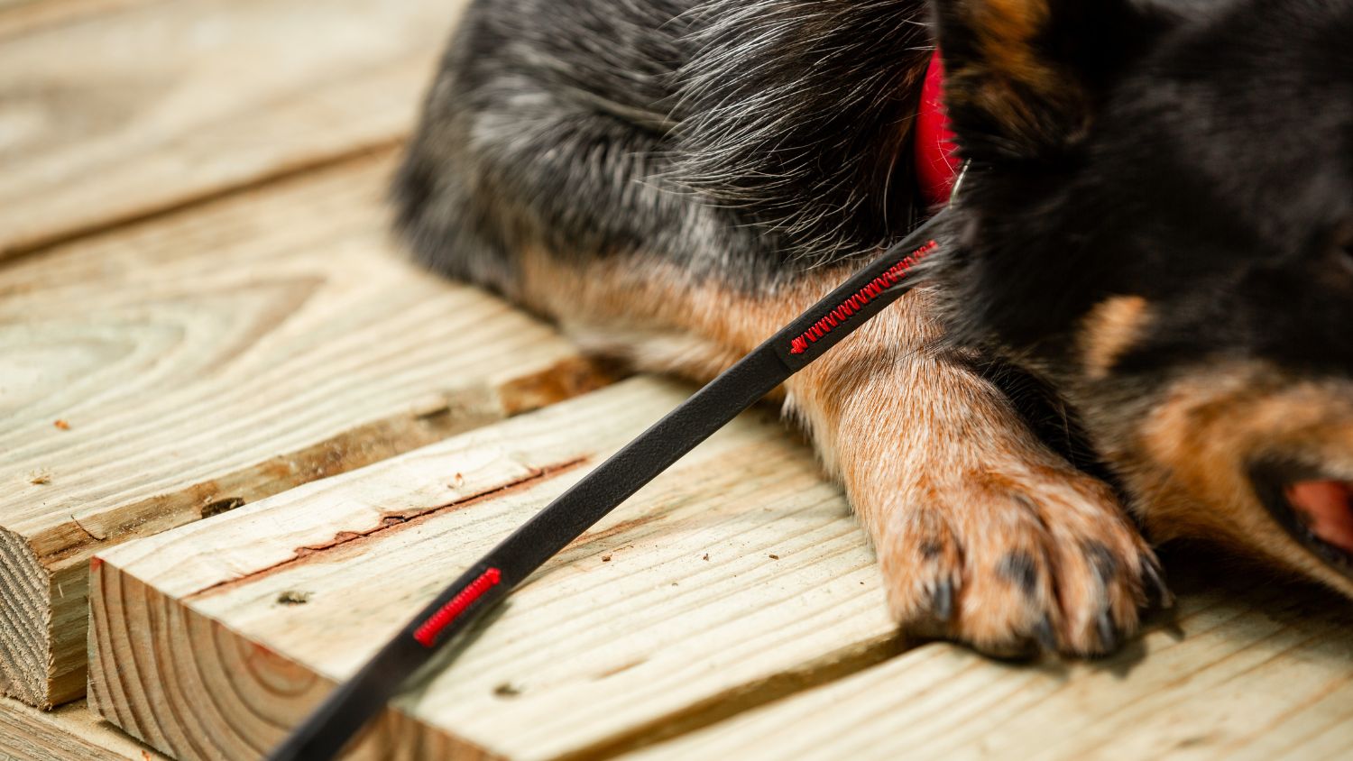 Details on Wilde American dog leash on dog that is laying down