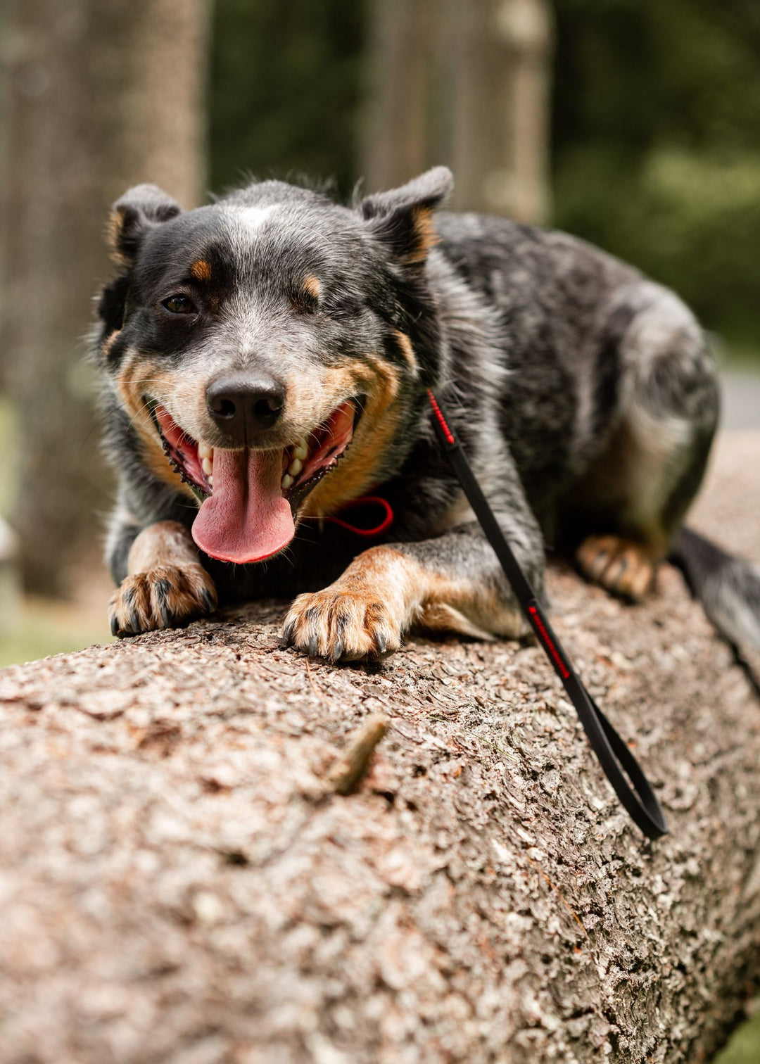Happy smiling dog laying down on fallen log with Wilde American leash on