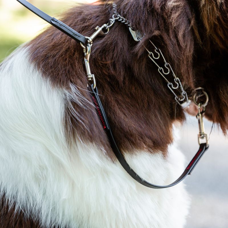 Switchback Safety Wilde American Dog Leash on brown and white dog