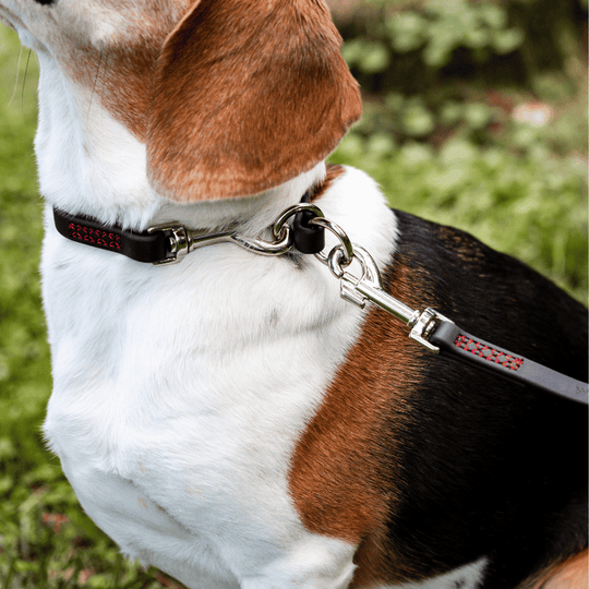 Playful dog outside wears Wilde American Tiger Pig Slip Collar