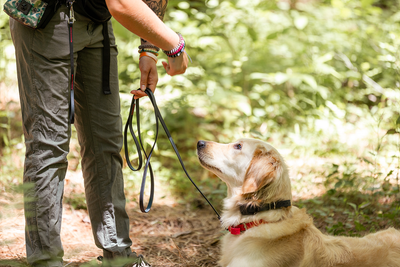Dog trainer giving a dog that's laying down as a reward 