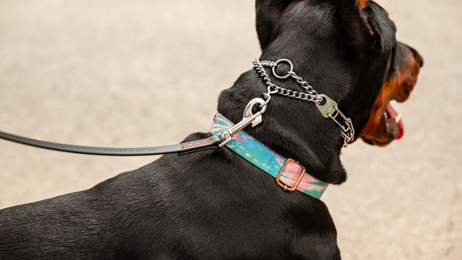 Wilde American dog leash on black dog outside 