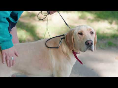 Video of Wilde American owner Carter Wilde talking about the benefits of the Switchback Safety